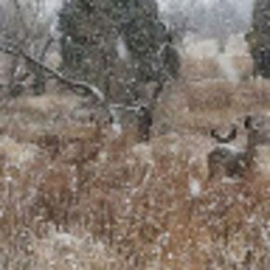 Meet your Posher, Raylene